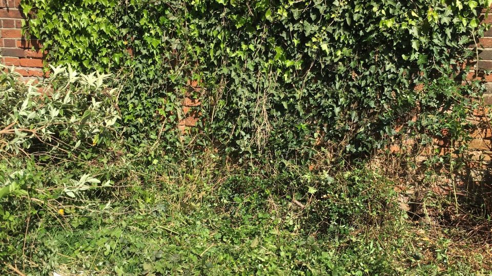 Garden before landscaping